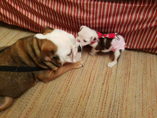 Pet Supply Store «PetSmart», reviews and photos, 916 Loganville Hwy, Bethlehem, GA 30620, USA