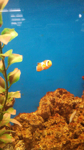 Pet Supply Store «Petco Animal Supplies», reviews and photos, 3150 Erie Blvd E #500, Syracuse, NY 13214, USA