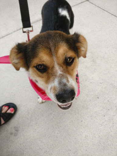 Pet Supply Store «PetSmart», reviews and photos, 181 Wilson Ave, Hanover, PA 17331, USA