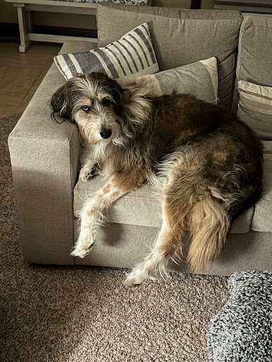 Beartooth Veterinary Services image