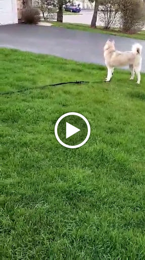 Dog Park «Carol Stream Bark Park», reviews and photos, 280 Kuhn Rd, Carol Stream, IL 60188, USA