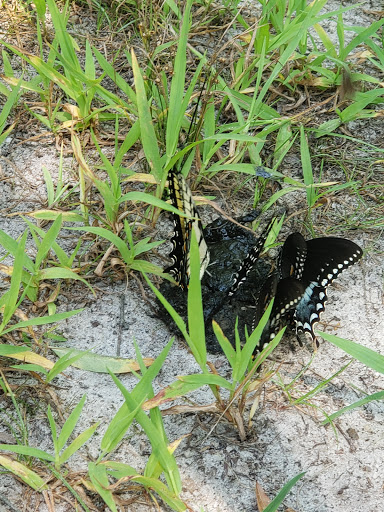 Nature Preserve «Black Run Preserve», reviews and photos, Kettle Run Rd, Evesham Township, NJ 08053, USA