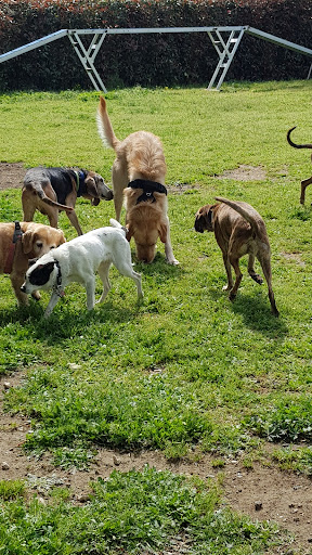 Pensioni per cani e dog hotel a VAN DOG