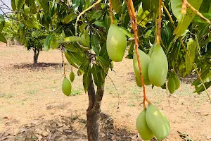 kandukuri'S Mango Garden image