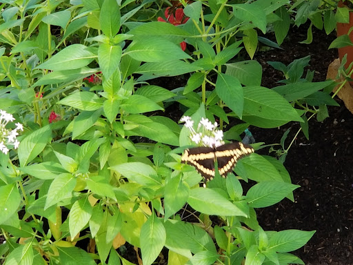 Tourist Attraction «The Shops at The Butterfly Estates and Florida Native Butterfly Society Conservatory (501c3)», reviews and photos, 1815 Fowler St, Fort Myers, FL 33901, USA