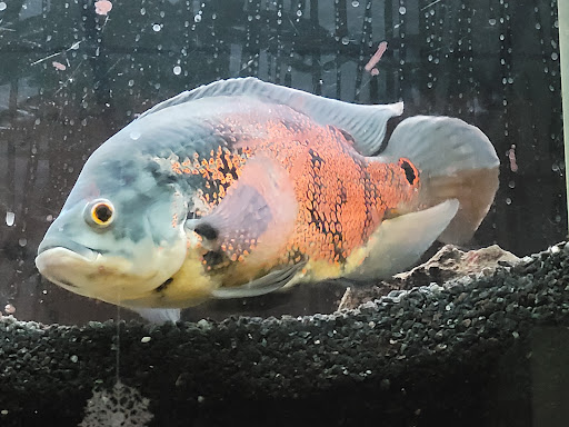 Tropical Fish Store «Fish Den Inc.», reviews and photos, 5055 W 44th Ave, Denver, CO 80212, USA