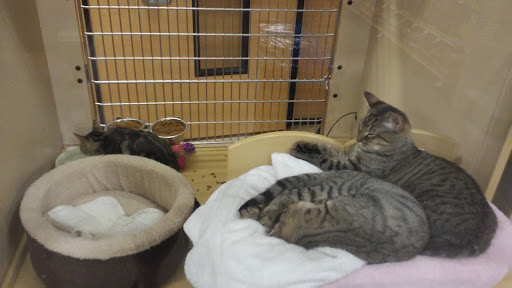 Pet Supply Store «PetSmart», reviews and photos, 971 Norland Ave, Chambersburg, PA 17201, USA