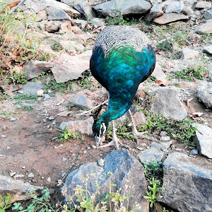 Earth Dam Iceland photo