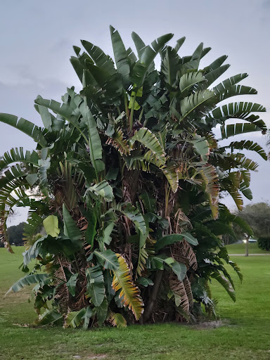 Golf Club «Miami Springs Golf & Country Club», reviews and photos, 650 Curtiss Pkwy, Miami Springs, FL 33166, USA