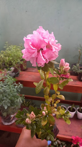 Aylla's Flowers - Macapá