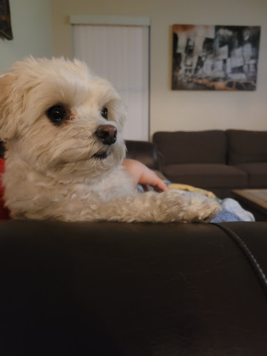 Pet Supply Store «Petco Animal Supplies», reviews and photos, 1415 E Warner Rd, Gilbert, AZ 85296, USA