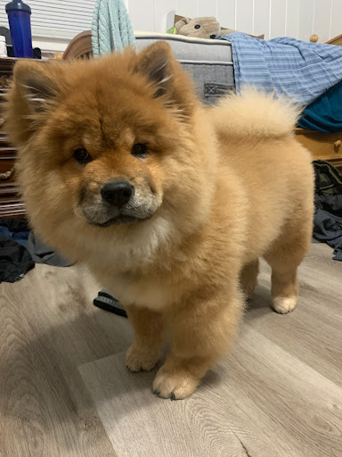 Pet Supply Store «PetSmart», reviews and photos, 7225 Bell Creek Rd Ste 228, Mechanicsville, VA 23111, USA