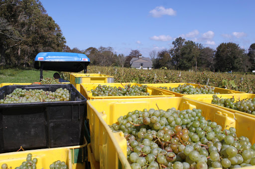 Vineyard «Greenvale Vineyards», reviews and photos, 582 Wapping Rd, Portsmouth, RI 02871, USA