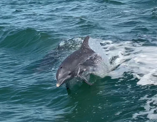 Boat Tour Agency «Dolphin Snorkeling Cruise», reviews and photos, 4630 29th Ave S, Gulfport, FL 33711, USA