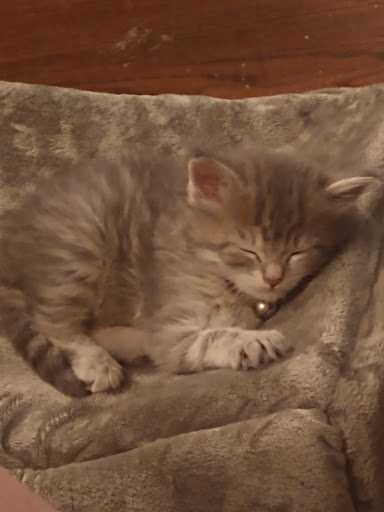 Pet Supply Store «PetSmart», reviews and photos, 5418 E 41st St, Tulsa, OK 74135, USA