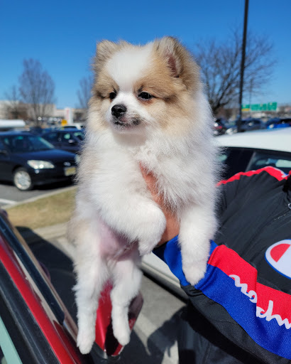 Pet Supply Store «PetSmart», reviews and photos, 60 NJ-17, Paramus, NJ 07652, USA