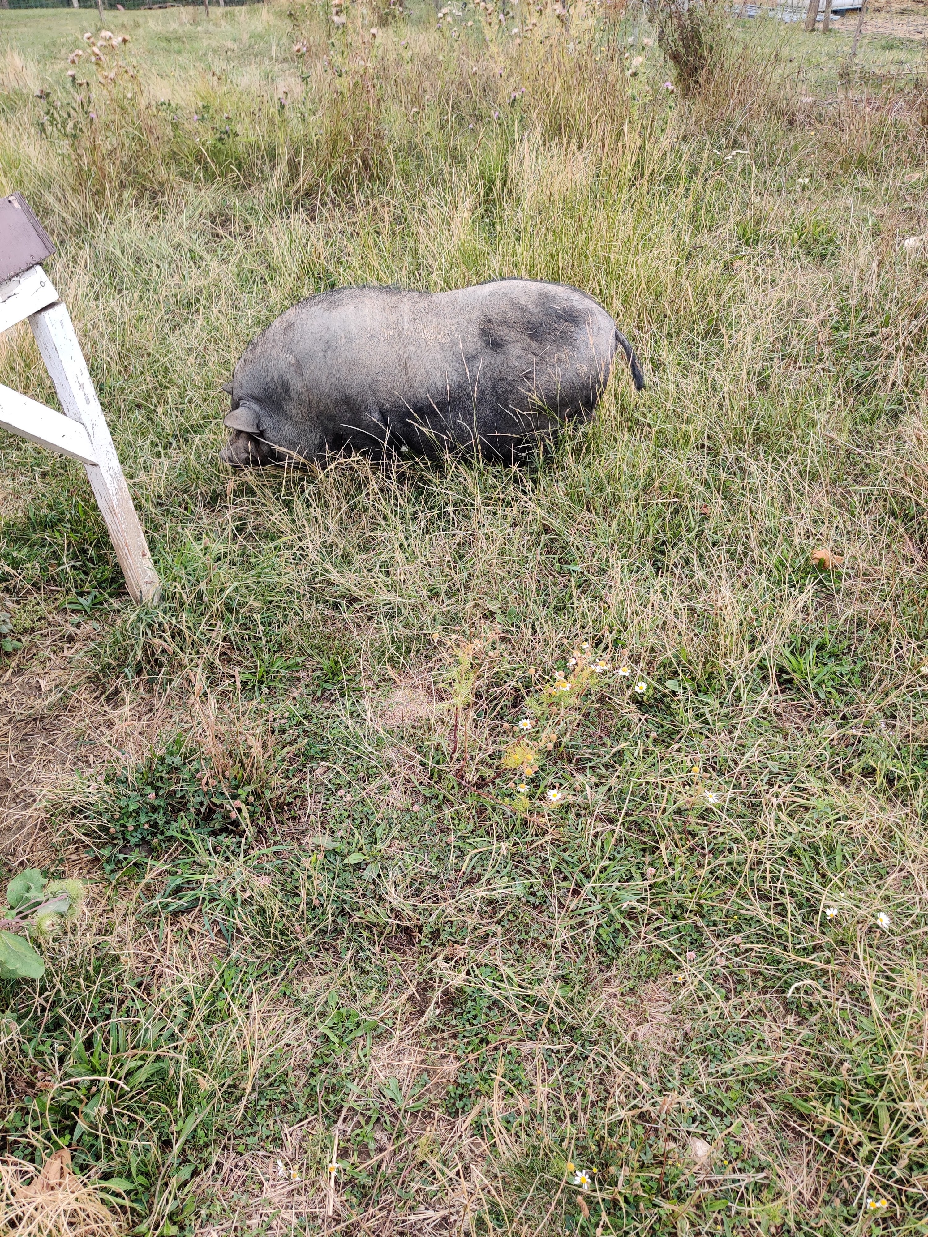 Photo n° 2 de l'avis de Nicolas.r fait le 13/08/2019 à 19:37