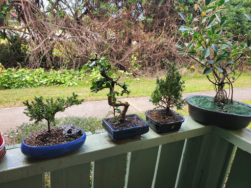 Bonsai plant supplier Norwalk