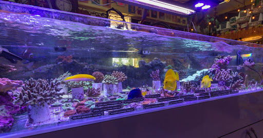 Pet Store «Discount Pets & Supplies», reviews and photos, 211 Hancock Bridge Pkwy, Cape Coral, FL 33990, USA