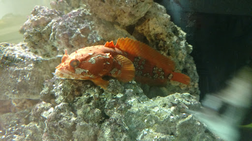 Tropical Fish Store «Harris In Wonderland», reviews and photos, 12 W Main St, Avon, CT 06001, USA