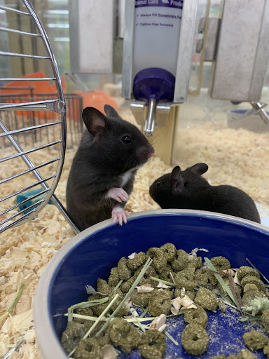 Pet Supply Store «Pet Supermarket», reviews and photos, 10291 Pines Blvd, Pembroke Pines, FL 33026, USA