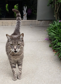 Leash Dog Walking and Pet Sitting Services - Photo 3 - Car repair in New Orleans, LA, New Orleans