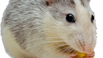 Johnny B's Pest Control - Photo 2 - Car repair in Boston, MA, Boston