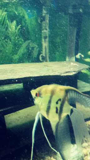 Pet Store «Fish 4 U», reviews and photos, 4010 Highland Dr #1, Millcreek, UT 84124, USA