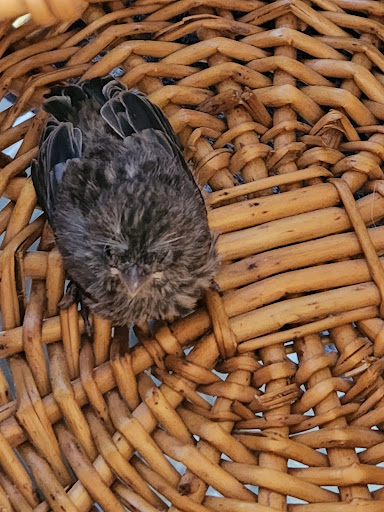 Pet Supply Store «Western Ranch & Pet Supply», reviews and photos, 103 Aegean Way, Vacaville, CA 95687, USA