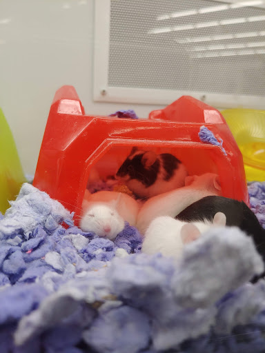 Pet Supply Store «Petco Animal Supplies», reviews and photos, 1049 S Willow St, Manchester, NH 03103, USA