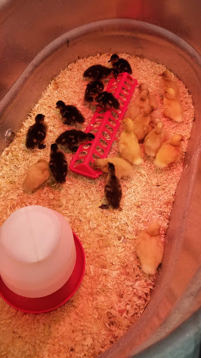 Animal Feed Store «Wilco Farm Store», reviews and photos, 2741 OR-99W, McMinnville, OR 97128, USA