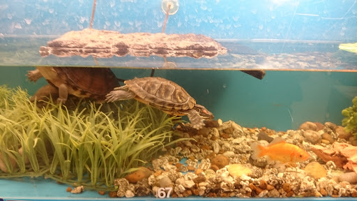 Pet Supply Store «PetSmart», reviews and photos, 1125 Hover St, Longmont, CO 80501, USA