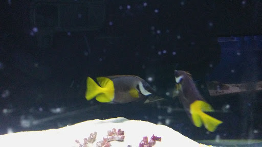 Tropical Fish Store «Fintastic Aquariums», reviews and photos, 3305 NW Main Ave, Jensen Beach, FL 34957, USA