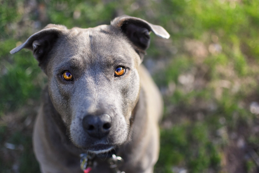 110 Morview Blvd, Morgantown, PA 19543, USA