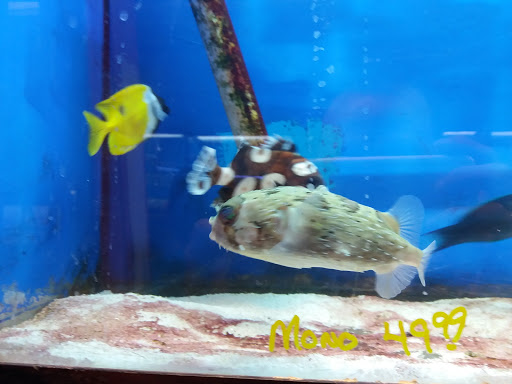 Pet Supply Store «Whiteway Pet Shop», reviews and photos, 950 Elizabeth Ave, Elizabeth, NJ 07201, USA