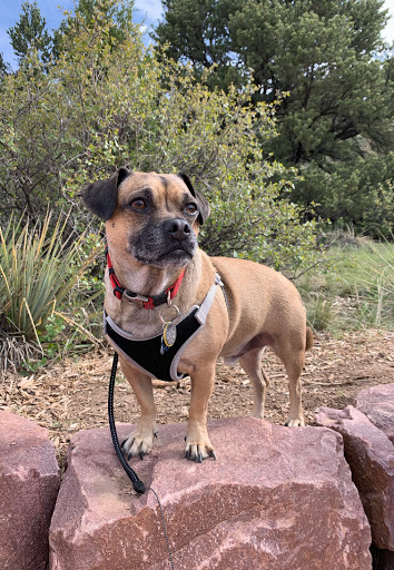 Pet Supply Store «PetSmart», reviews and photos, 2901 Agua Fria Fwy, Phoenix, AZ 85027, USA