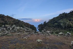 Alun-Alun Mandalawangi Gunung Pangrango image