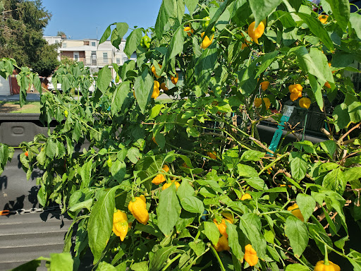 Florist «Little Brook Orchids», reviews and photos, 25 Rider Ave, Lancaster, PA 17603, USA