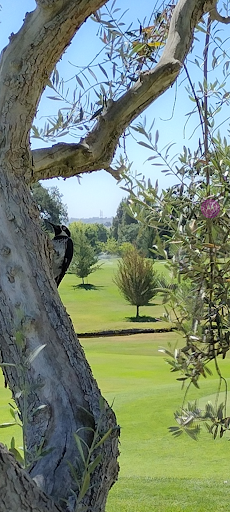 Golf Club «Paso Robles Golf Club», reviews and photos, 1600 Country Club Dr, Paso Robles, CA 93446, USA