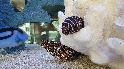 Tropical Fish Store «Optimum Aquarium», reviews and photos, 840 Ernest W Barrett Pkwy NW #700, Kennesaw, GA 30144, USA