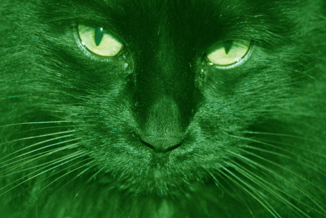 The Green Cat LLC