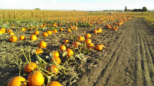 Pumpkin Patch «Barts Farm and Pumpkin Patch», reviews and photos, 7307 Alburnett Rd, Marion, IA 52302, USA
