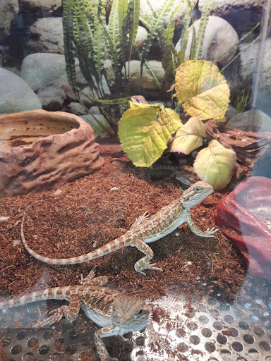 Pet Store «Petland Discounts - Irvington», reviews and photos, 1054 Springfield Ave, Irvington, NJ 07111, USA