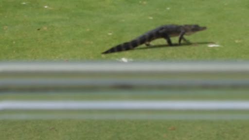 Golf Club «Silver Dollar Golf & Trap Club», reviews and photos, 12711 Silver Dollar Dr, Odessa, FL 33556, USA