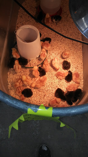 Department Store «Rural King», reviews and photos, 2960 E 10th St, Jeffersonville, IN 47130, USA