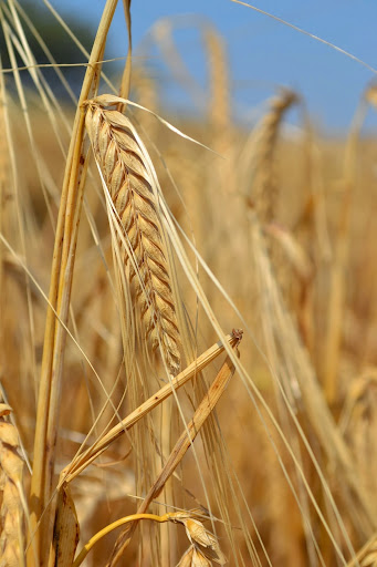 Ribero Productor Agrícola en Gerb, Lleida