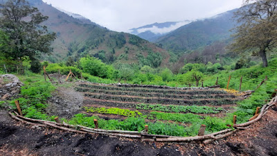 L'Ortu Muntagnolu - Maraîchage Permaculture à San-Giovanni-di-Moriani