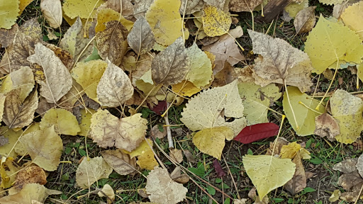 Park «Huston Lake Park», reviews and photos, 850 S Bryant St, Denver, CO 80219, USA