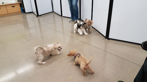 Pet Supply Store «Petco Animal Supplies», reviews and photos, 3194 FM407, Highland Village, TX 75077, USA