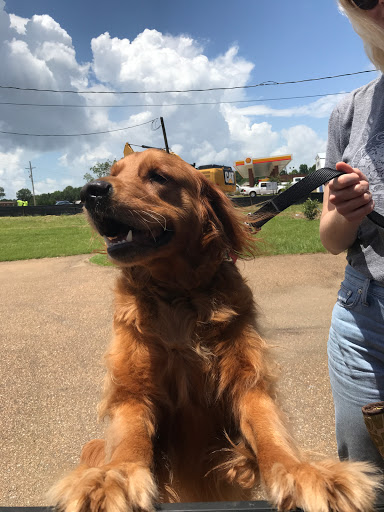 Gluckstadt Animal Hospital image